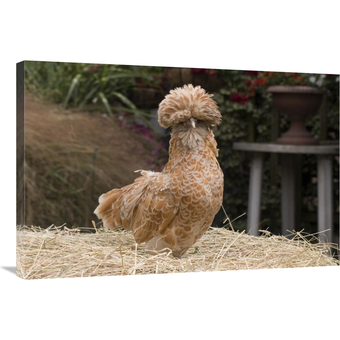 Domestic Chicken, Poland Chamois Buff Laced cock-Canvas Art-36&quotx24"