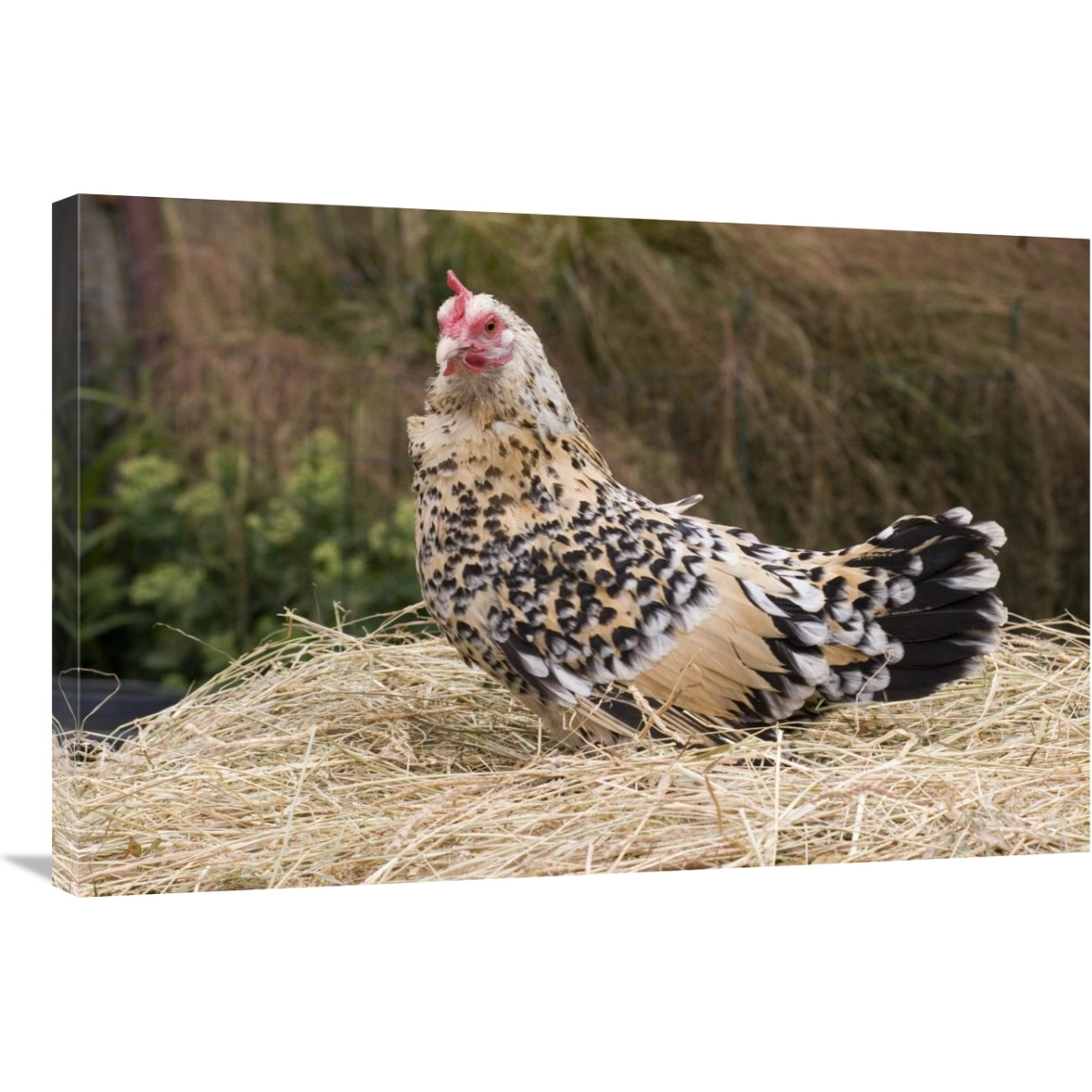 Domestic Chicken, Sable Poot, Lemon Mill Fleur hen-Canvas Art-36&quotx24"