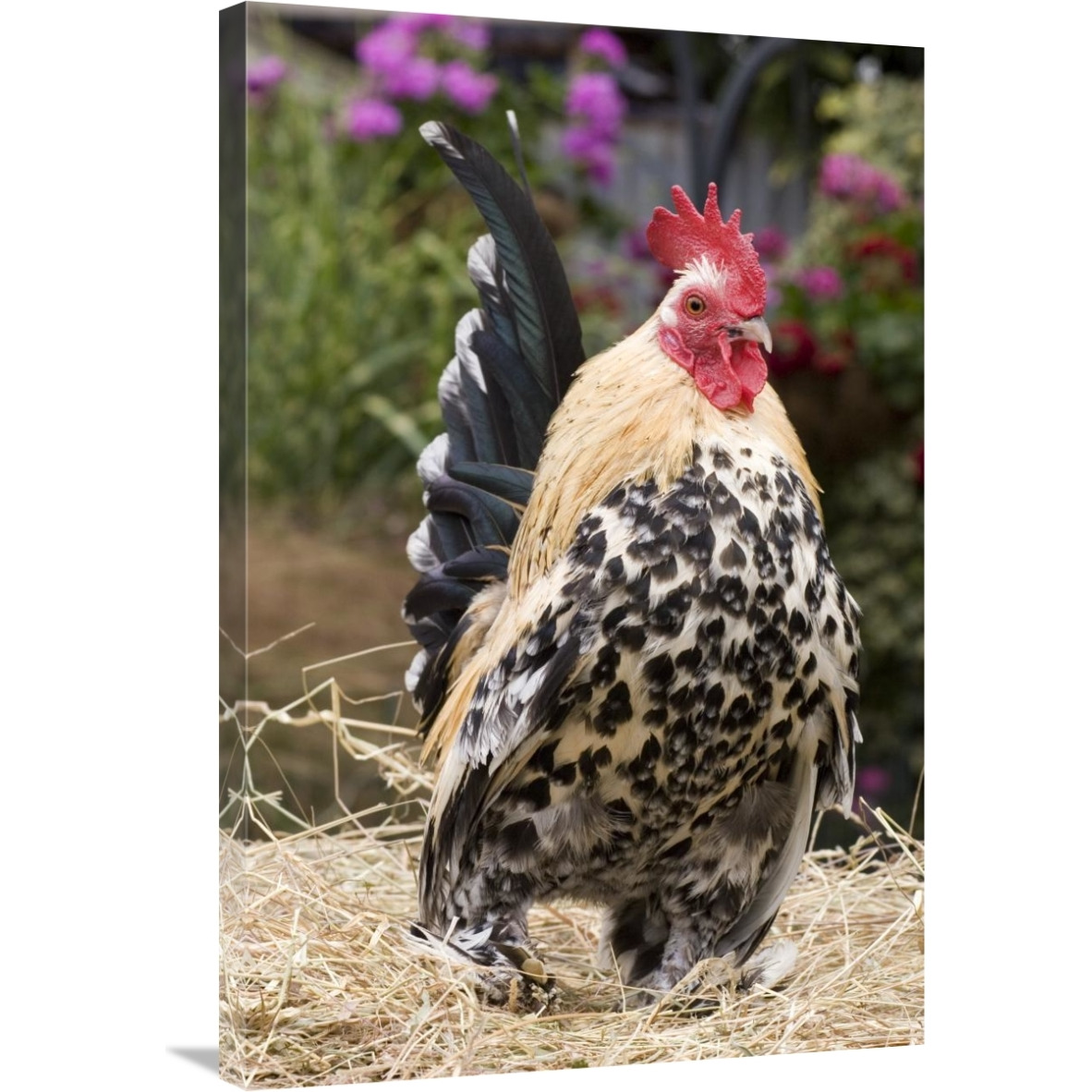 Domestic Chicken, Sable Poot, Lemon Mill Fleur cock-Canvas Art-24&quotx36"