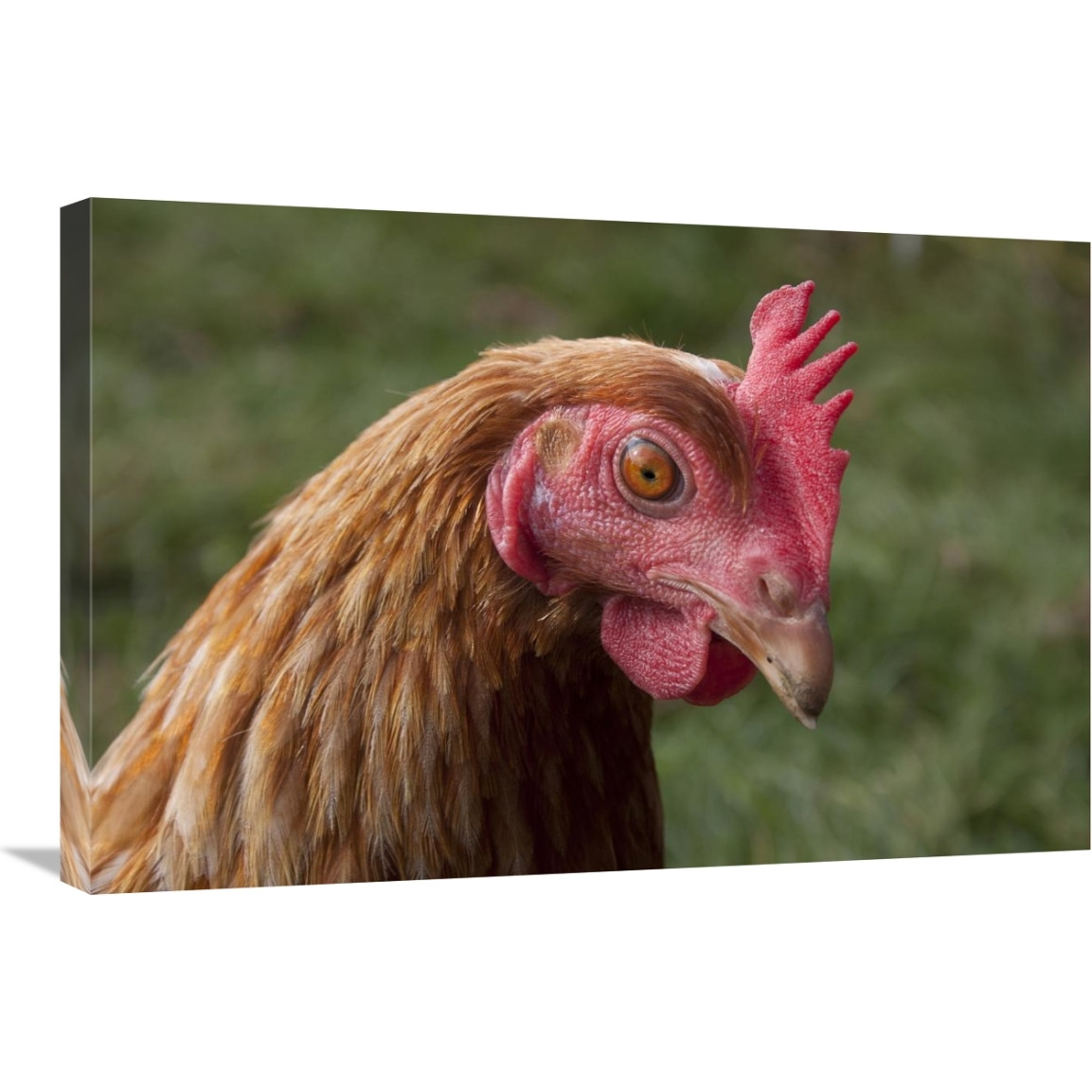 Domestic Chicken, freerange hen, close-up of head, England-Canvas Art-30&quotx20"