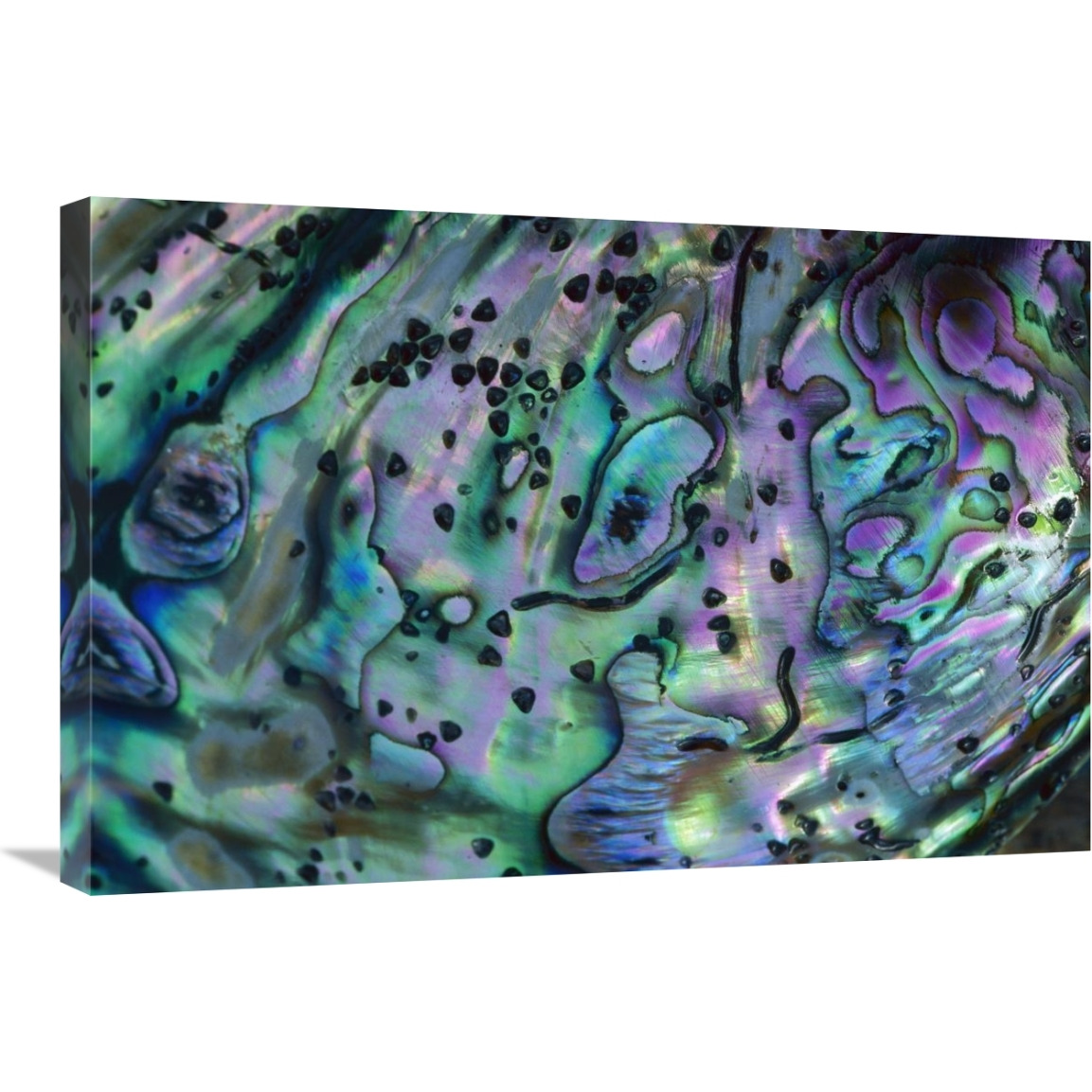 Rainbow Abalone, inside shell, New Zealand-Canvas Art-30&quotx20"
