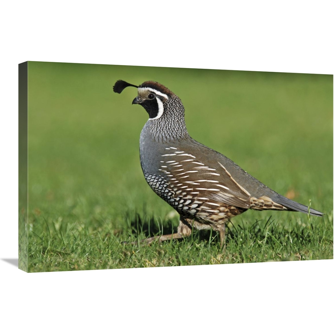 California Quail male, Christchurch, New Zealand-Canvas Art-30&quotx20"