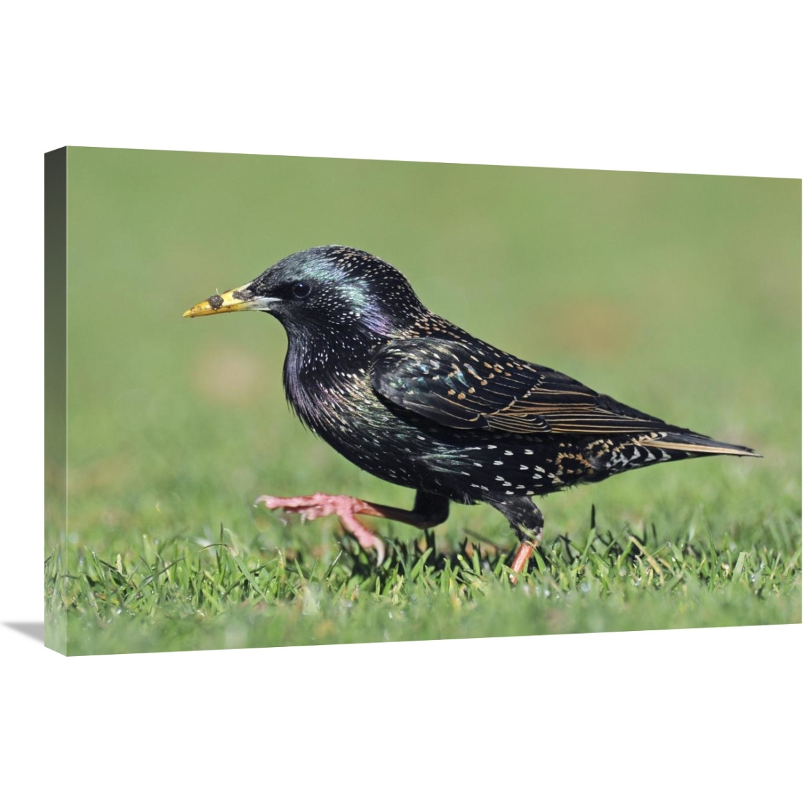 Common Starling walking, Christchurch, New Zealand-Canvas Art-30&quotx20"