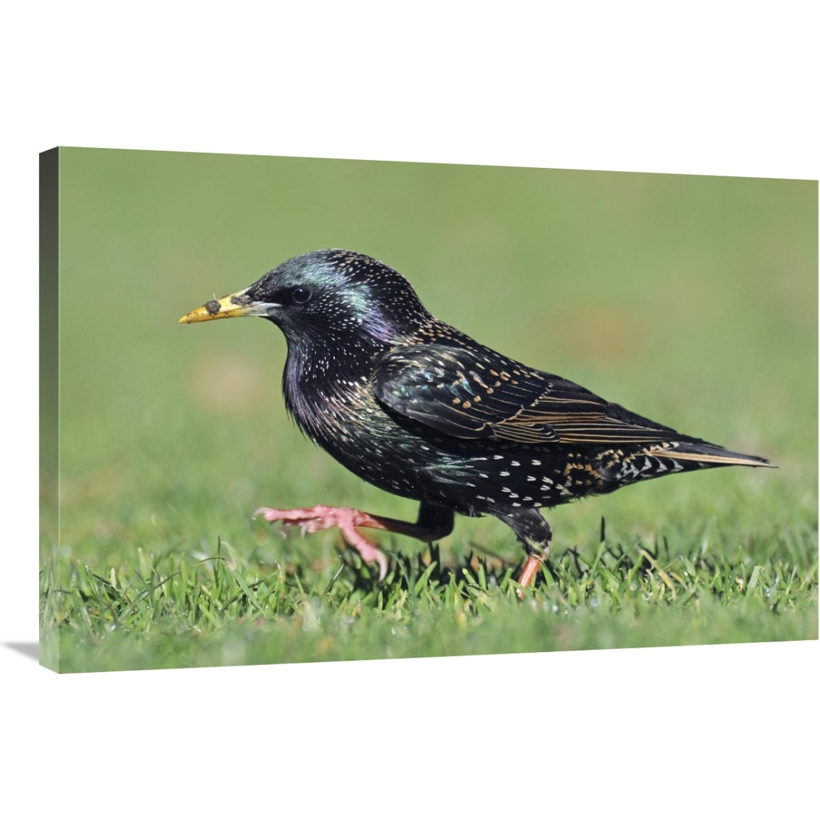 Common Starling walking, Christchurch, New Zealand-Canvas Art-36&quotx24"