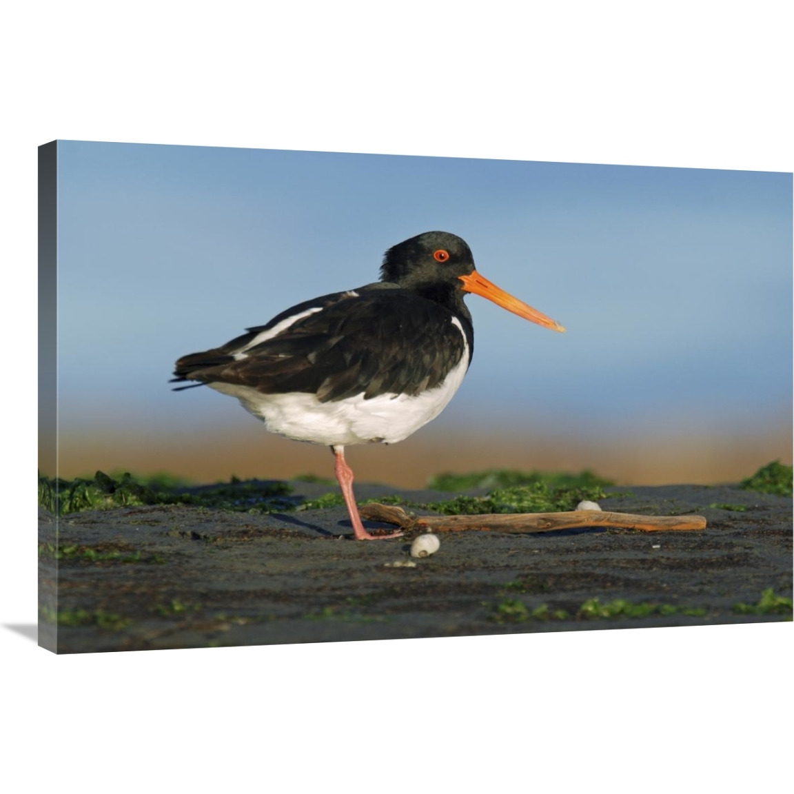 South Island Oystercatcher, Christchurch, New Zealand-Canvas Art-36&quotx24"