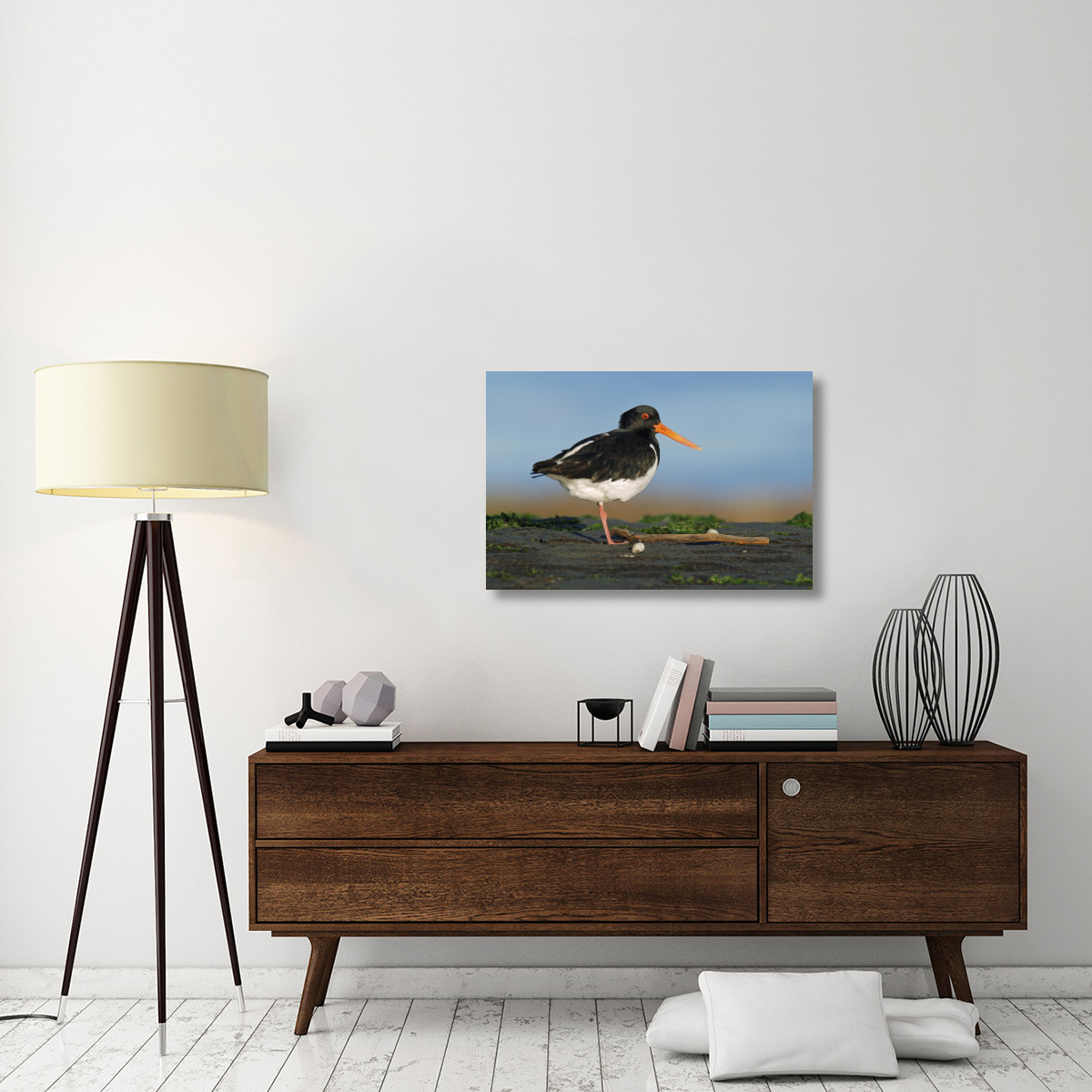 South Island Oystercatcher, Christchurch, New Zealand-Canvas Art-36&quotx24"