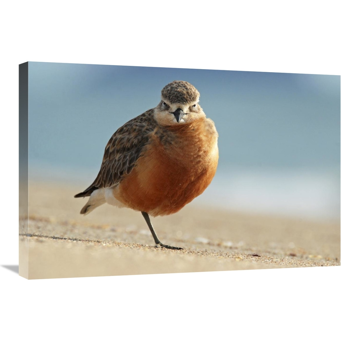 Red-breasted Plover, Coromandel Peninsula, New Zealand-Canvas Art-30&quotx20"