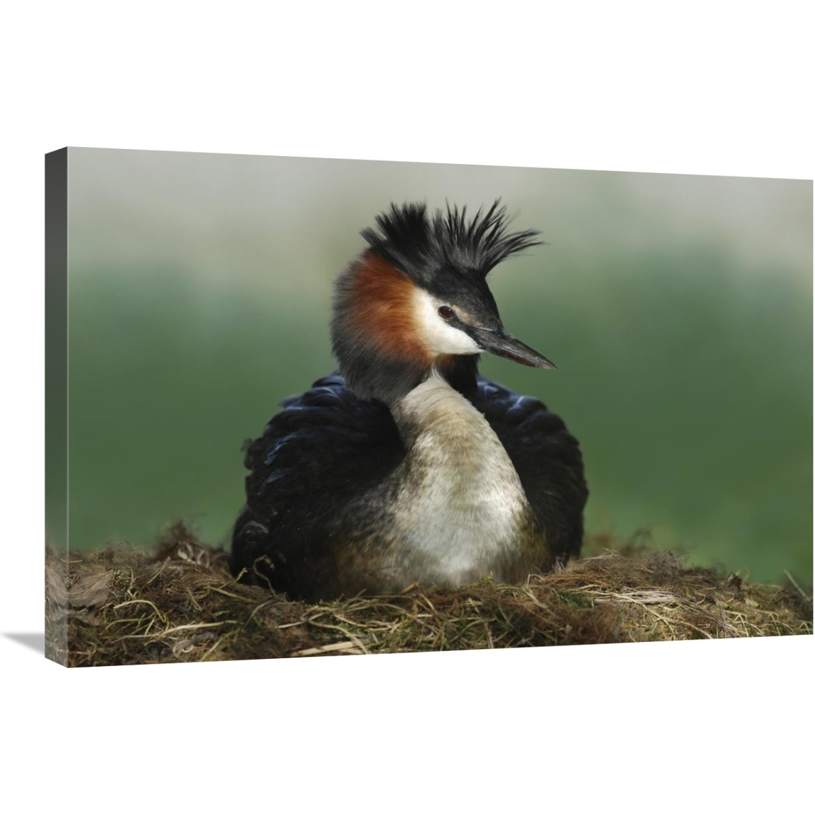 Great Crested Grebe on nest, Lake Alexandrina, New Zealand-Canvas Art-30&quotx20"