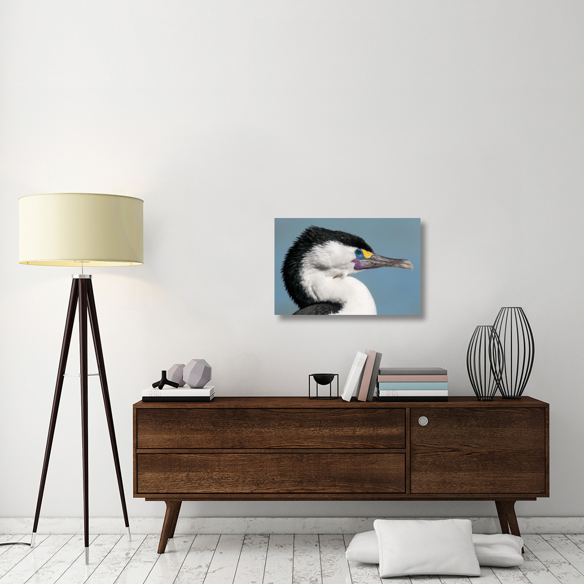 Pied Cormorant in breeding plumage, Christchurch, New Zealand-Canvas Art-30&quotx20"