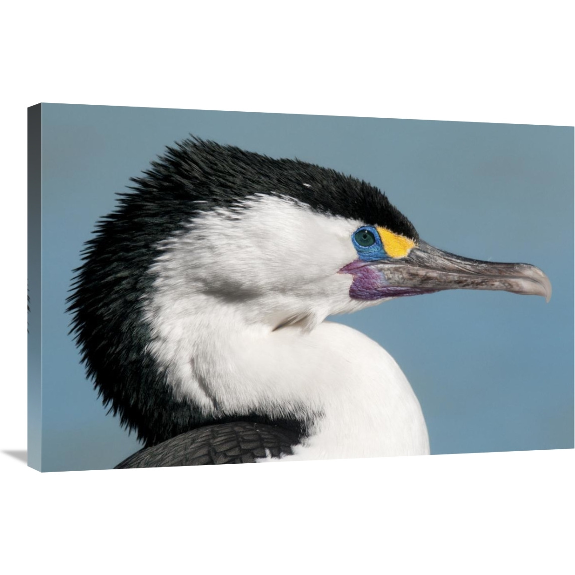 Pied Cormorant in breeding plumage, Christchurch, New Zealand-Canvas Art-36&quotx24"
