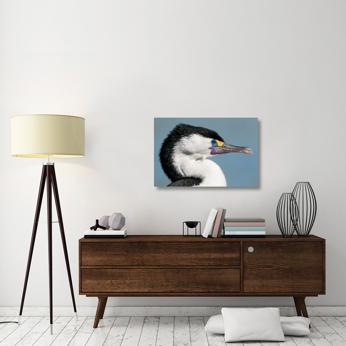Pied Cormorant in breeding plumage, Christchurch, New Zealand-Canvas Art-36&quotx24"