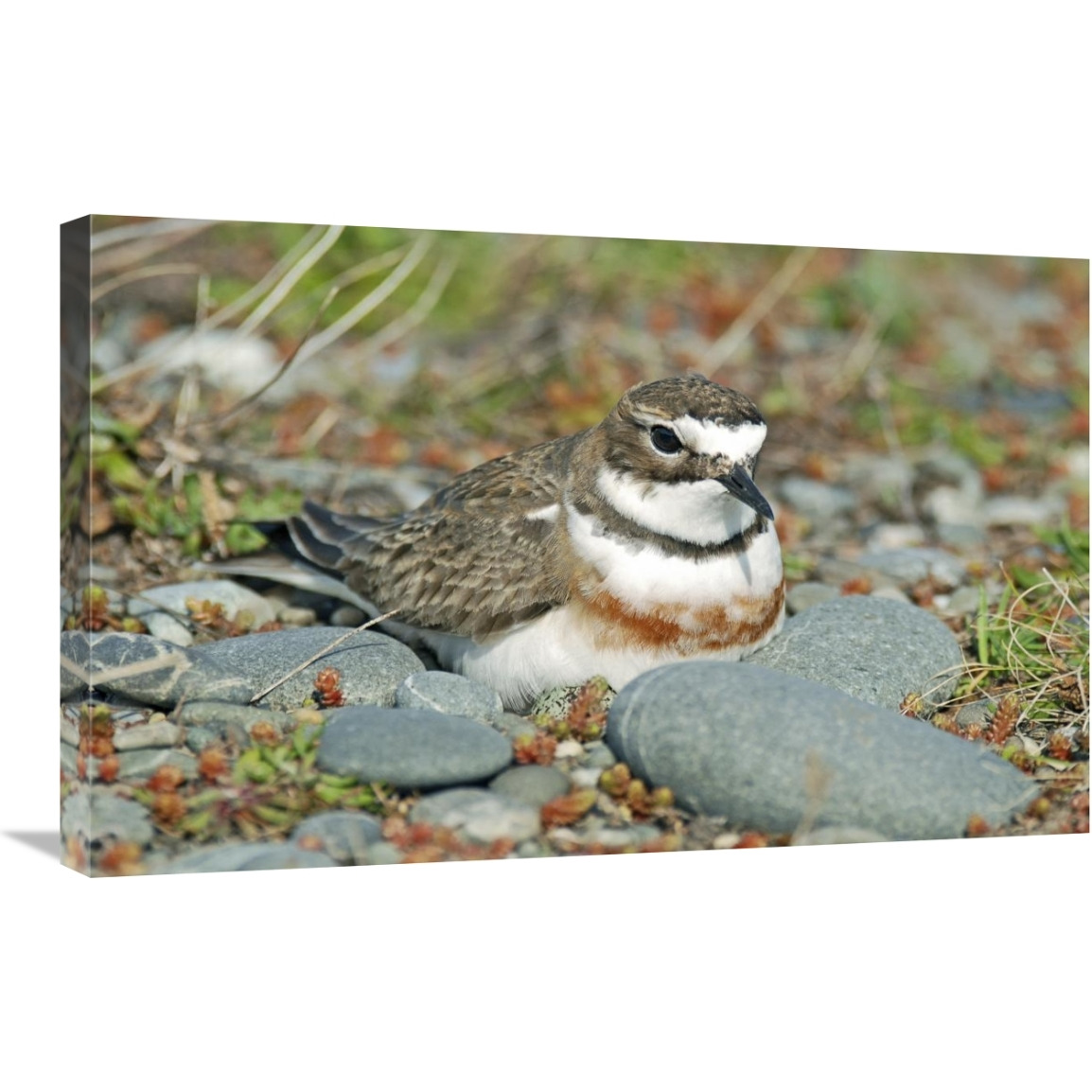 Double-banded Plover on ground nest, Lake Ellesmere, New Zealand-Canvas Art-30&quotx19.2"