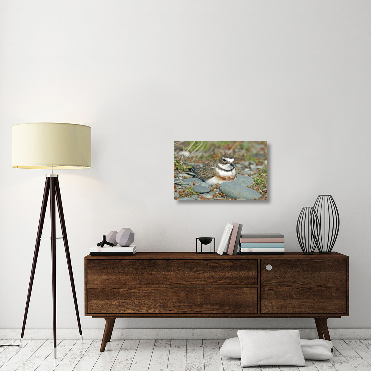 Double-banded Plover on ground nest, Lake Ellesmere, New Zealand-Canvas Art-30&quotx19.2"