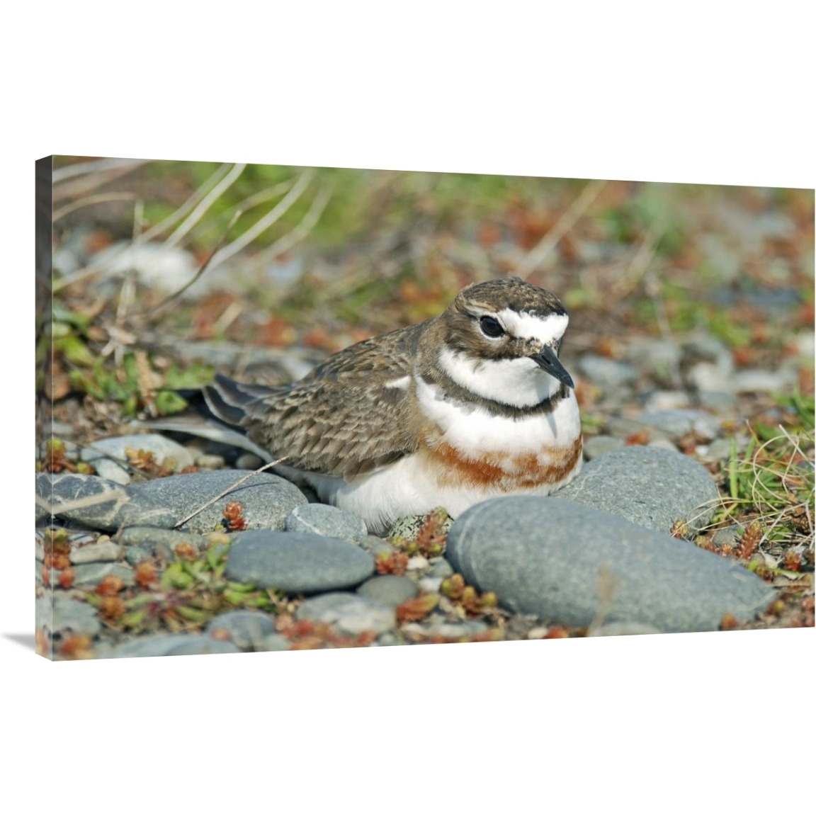 Double-banded Plover on ground nest, Lake Ellesmere, New Zealand-Canvas Art-40&quotx25.6"