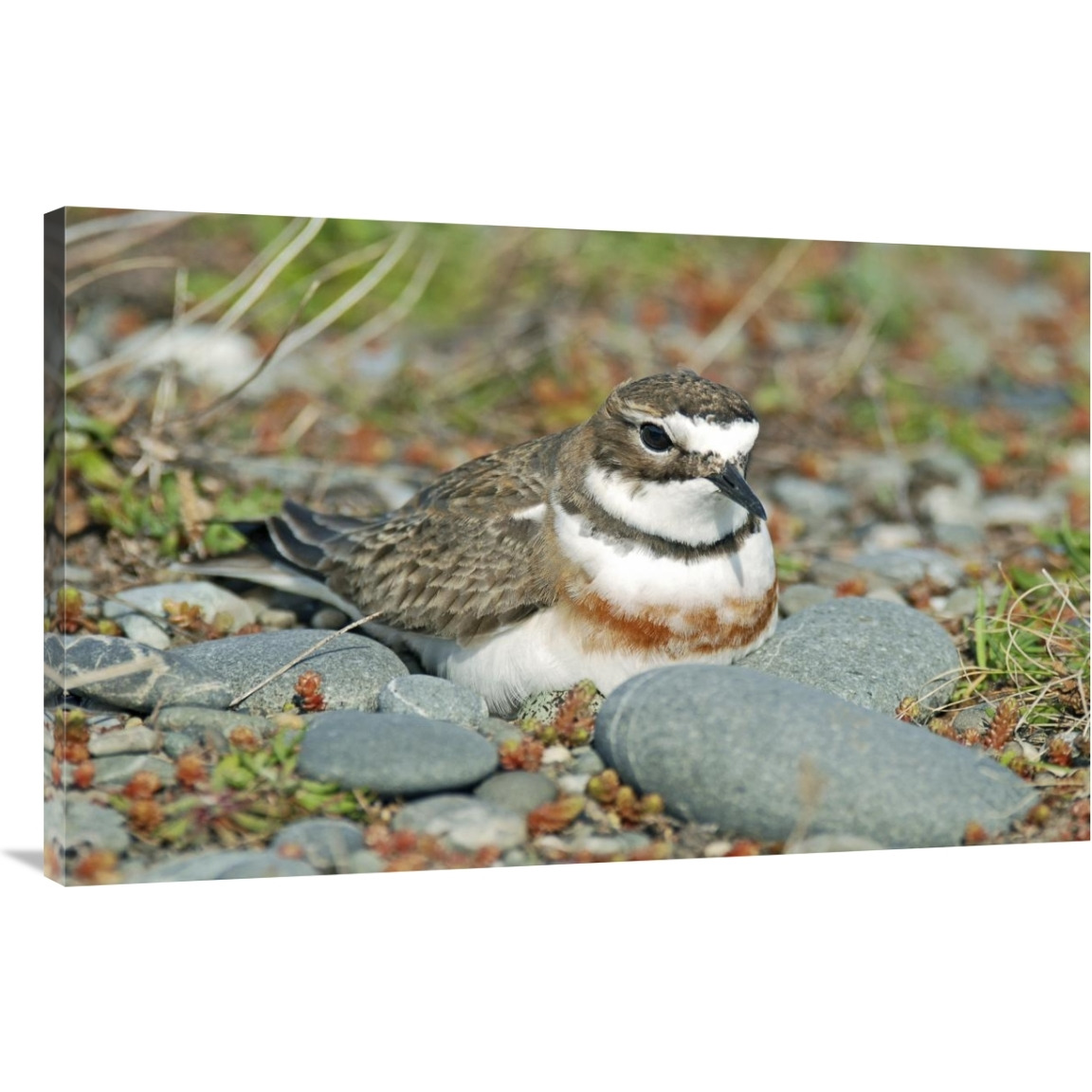 Double-banded Plover on ground nest, Lake Ellesmere, New Zealand-Canvas Art-44&quotx28.16"