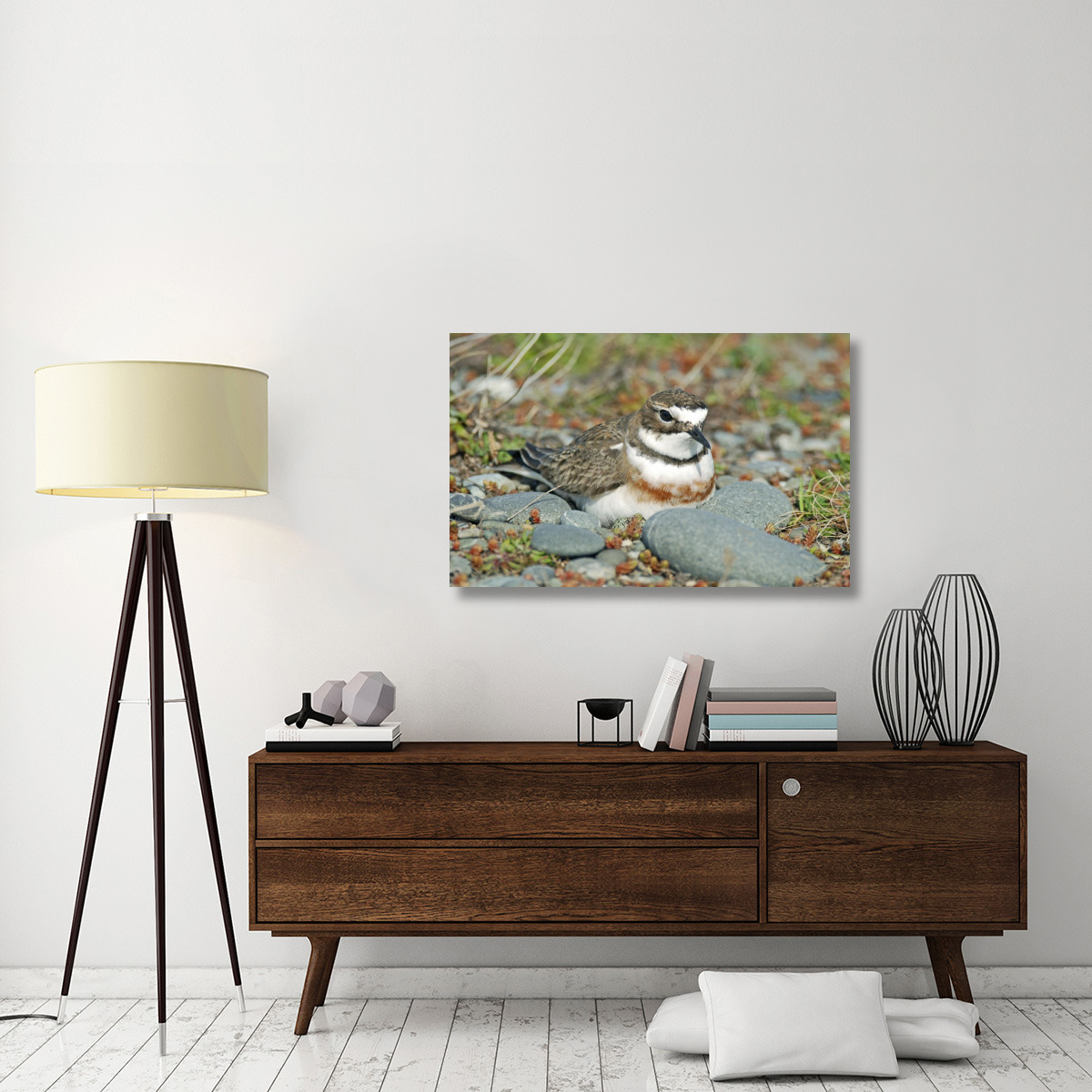 Double-banded Plover on ground nest, Lake Ellesmere, New Zealand-Canvas Art-44&quotx28.16"