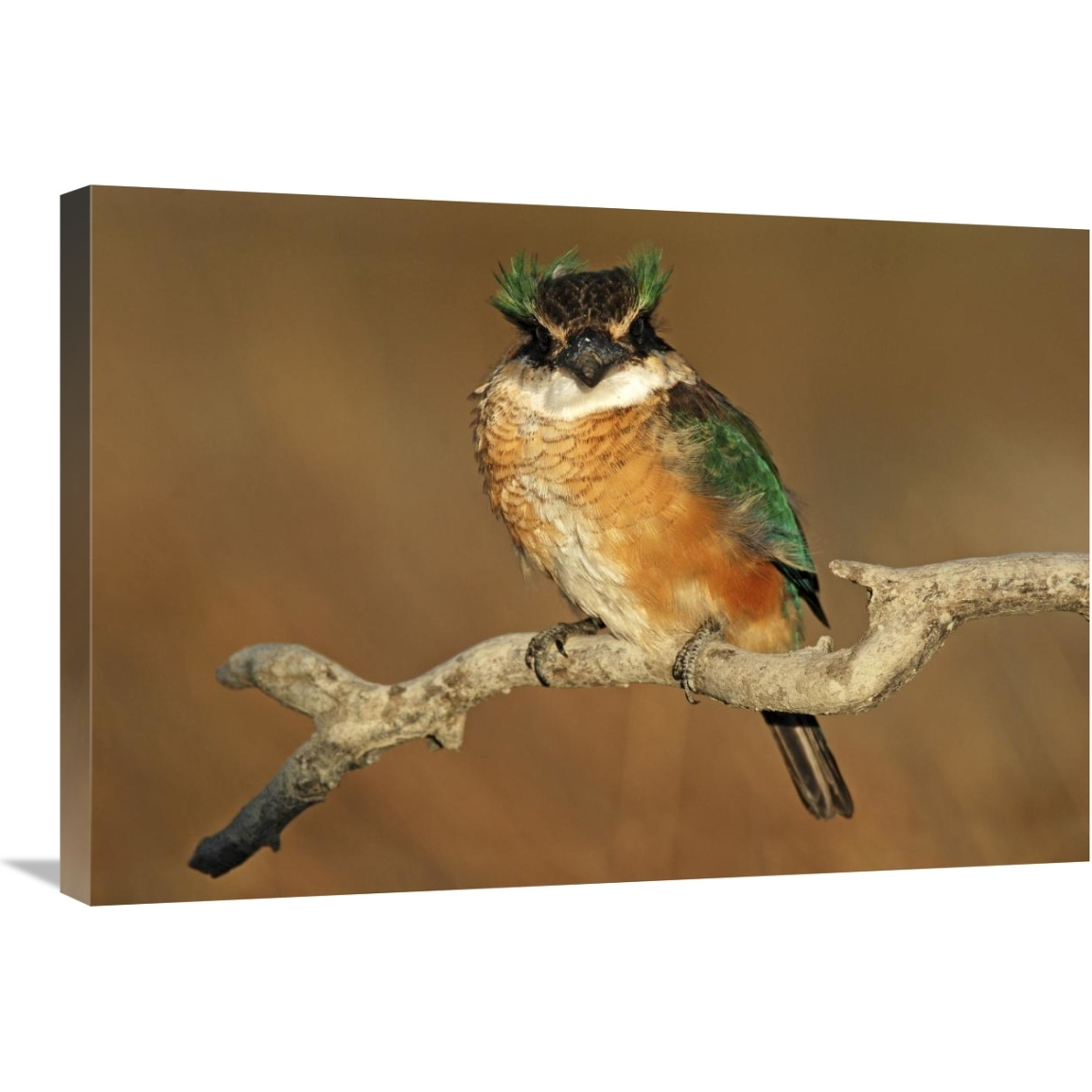 Sacred Kingfisher, Avon Heathcote Estuary, Christchurch, New Zealand-Canvas Art-30&quotx20"