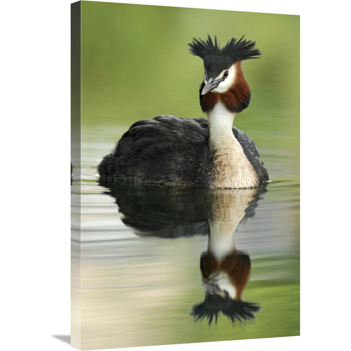 Great Crested Grebe in breeding plumage, Lake Alexandrina, New Zealand-Canvas Art-20&quotx30"