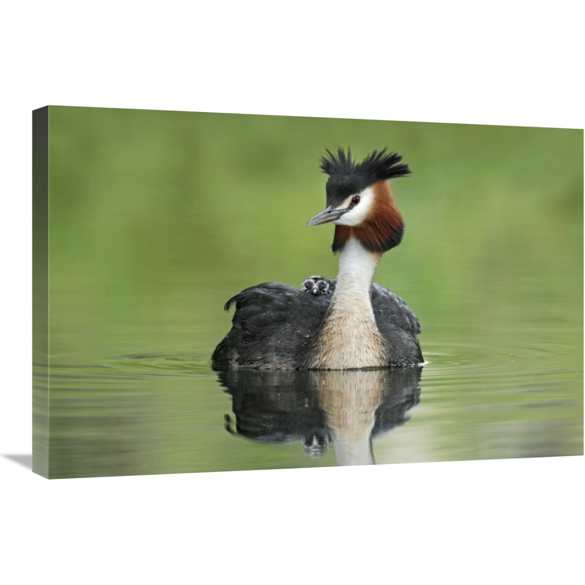 Great Crested Grebe with chick on its back, Lake Alexandrina, New Zealand-Canvas Art-30&quotx20"
