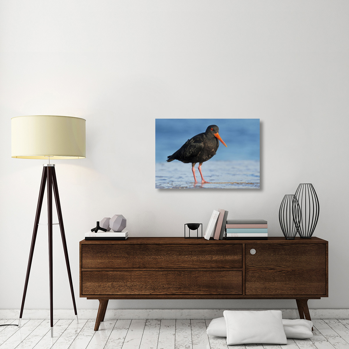 Variable Oystercatcher, Opoutere Beach, Coromandel Peninsula, New Zealand-Canvas Art-36&quotx24"