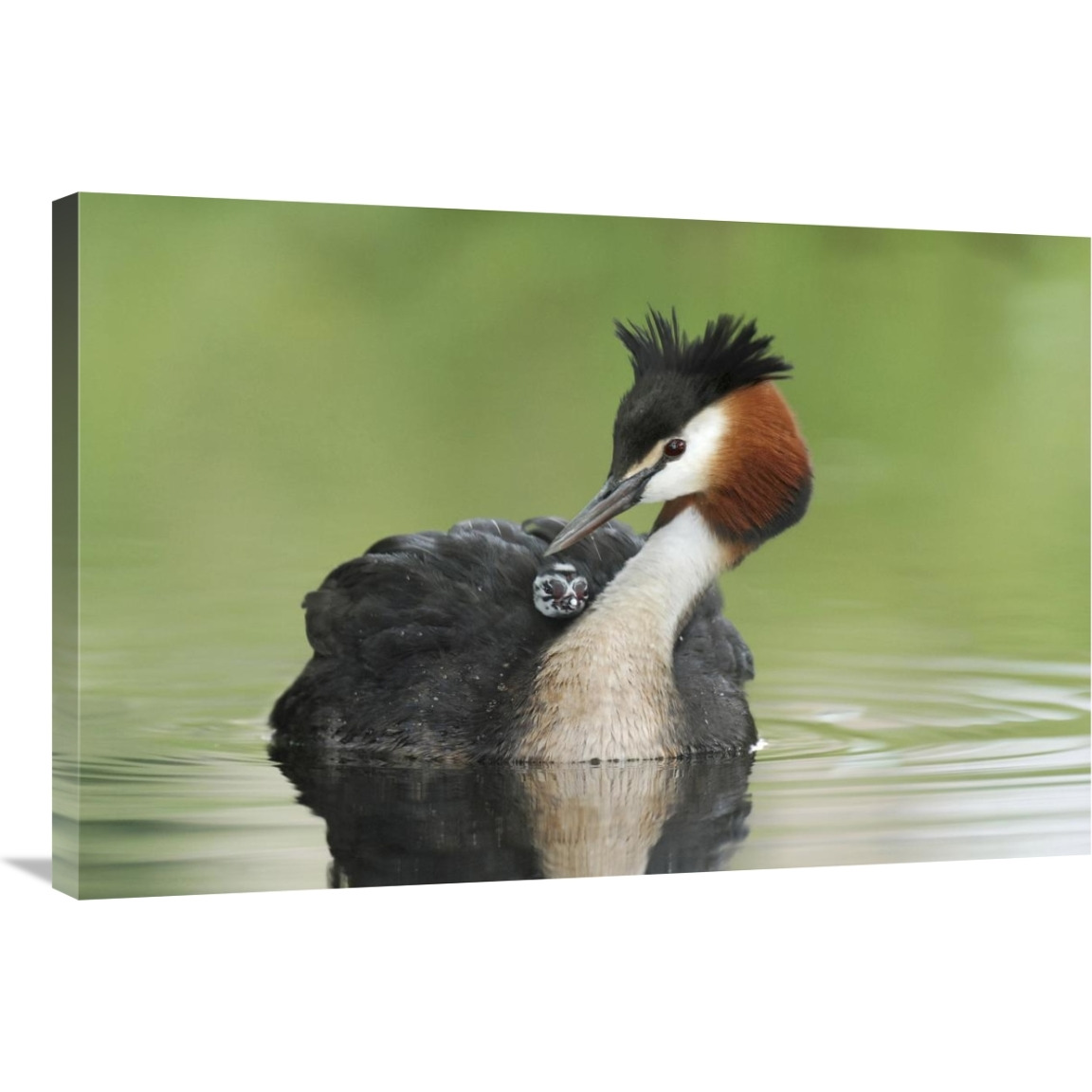 Great Crested Grebe grooming chick on its back, Lake Alexandrina, New Zealand-Canvas Art-36&quotx24"