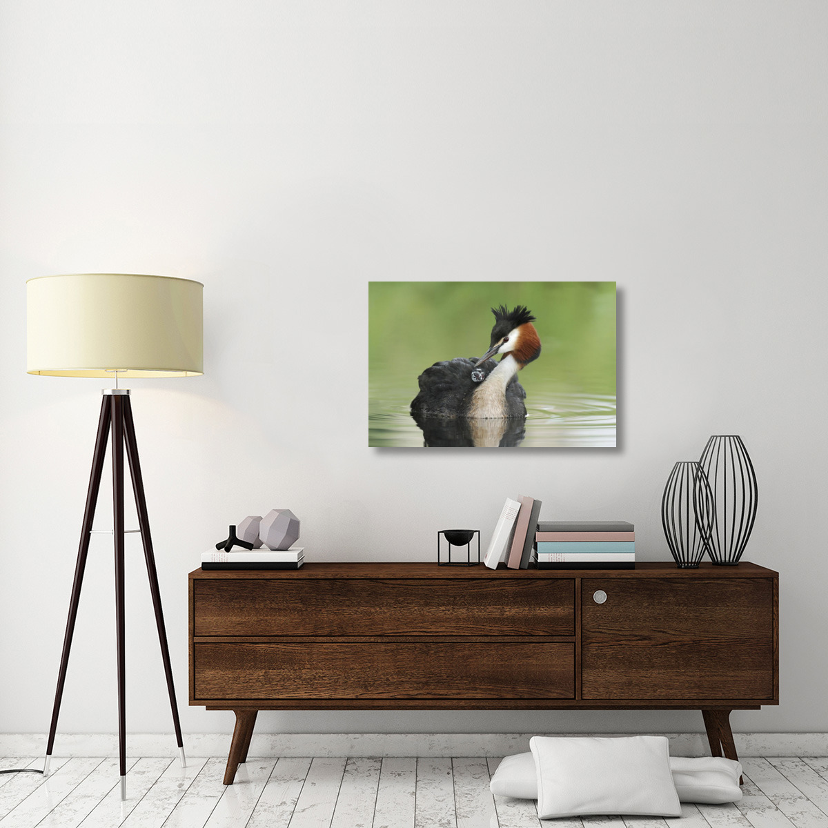 Great Crested Grebe grooming chick on its back, Lake Alexandrina, New Zealand-Canvas Art-36&quotx24"