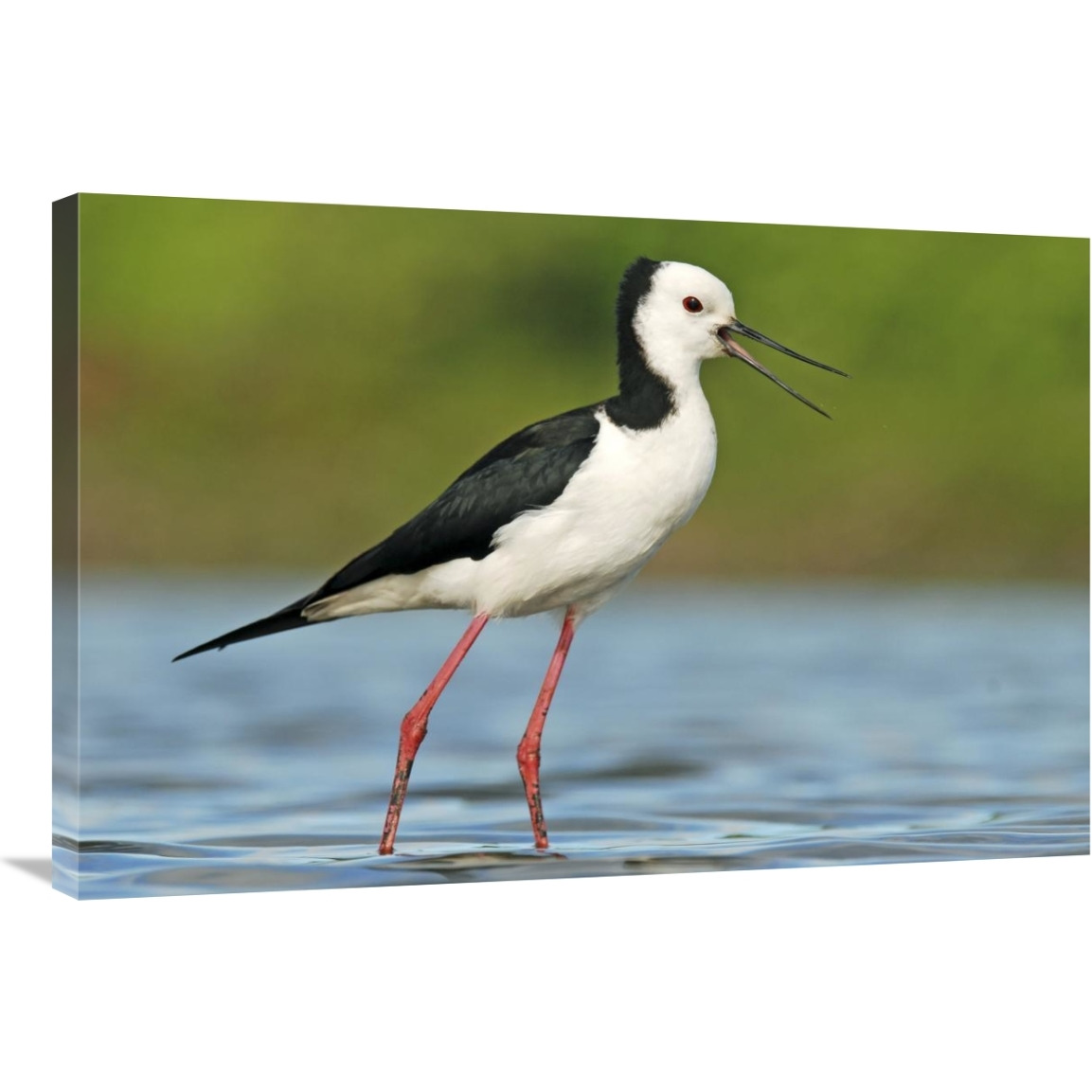 Black-winged Stilt calling, Avon Heathcote Estuary, Christchurch, New Zealand-Canvas Art-36&quotx24"