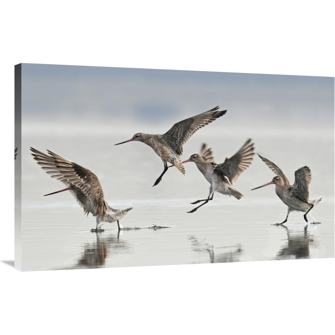 Bar-tailed Godwit group landing, Avon Heathcote Estuary, Christchurch, New Zealand-Canvas Art-40&quotx25.6"