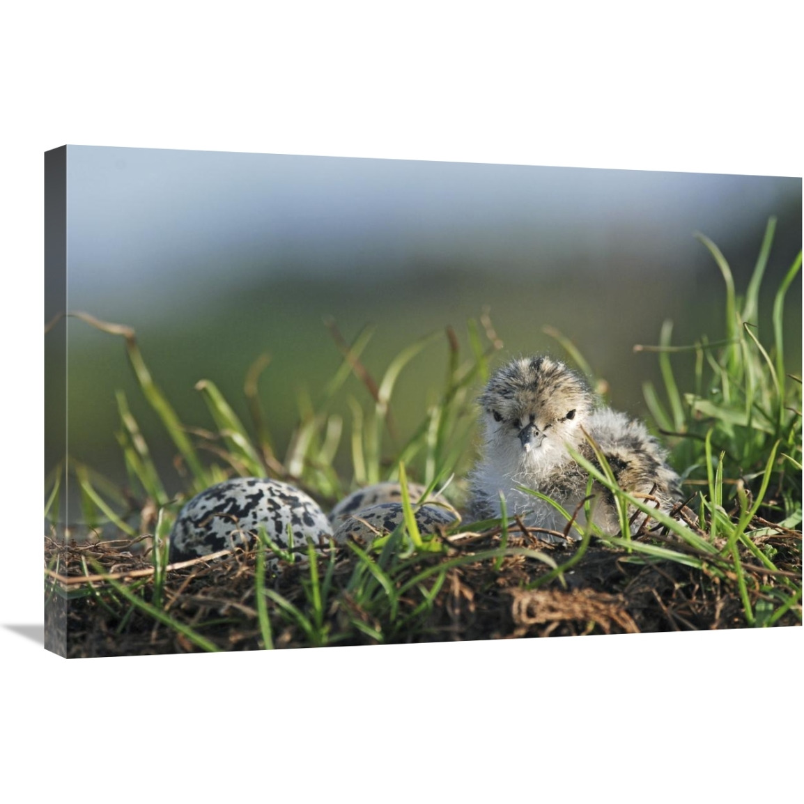 Black-winged Stilt newly hatched chick sits on nest with remaining eggs, Christchurch, New Zealand-Canvas Art-30&quotx20"