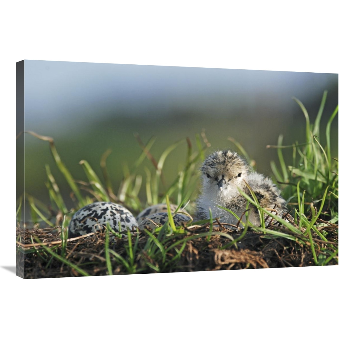 Black-winged Stilt newly hatched chick sits on nest with remaining eggs, Christchurch, New Zealand-Canvas Art-36&quotx24"