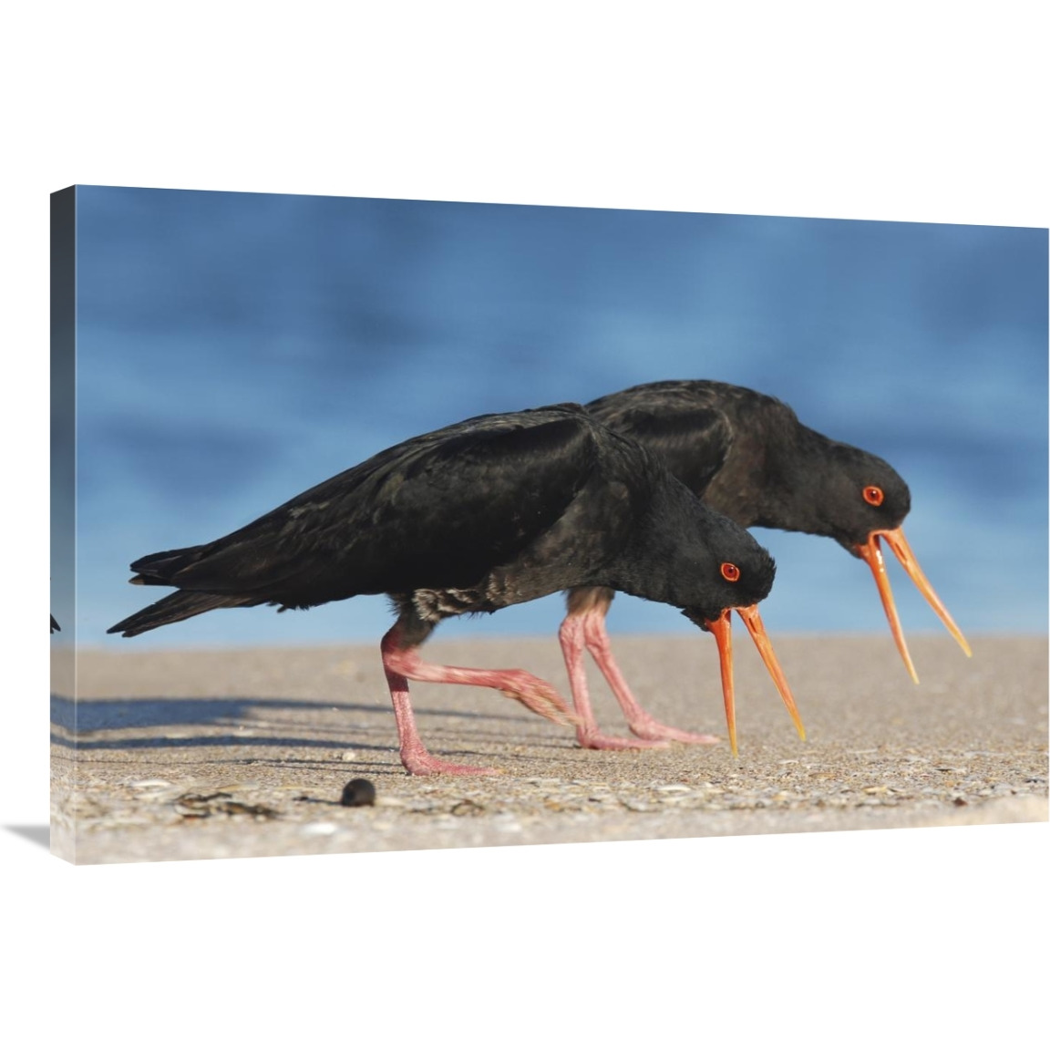 Variable Oystercatcher pair displaying and chasing away rival pair, Coromandel Peninsula, New Zealand-Canvas Art-36&quotx24"