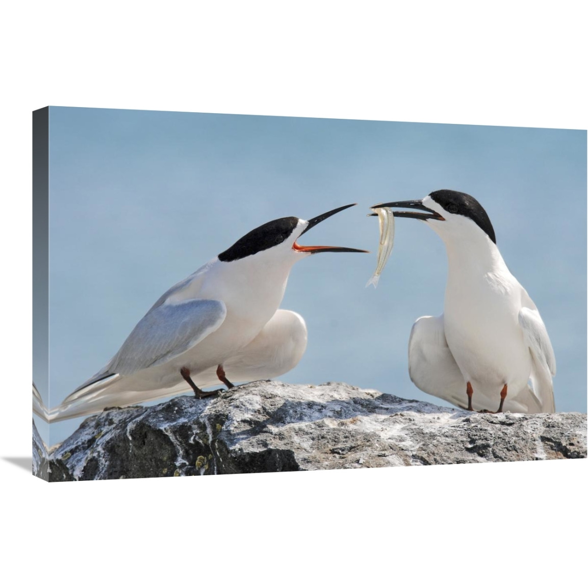 White-fronted Tern, Avon Heathcote Estuary, Christchurch, New Zealand-Canvas Art-30&quotx20"