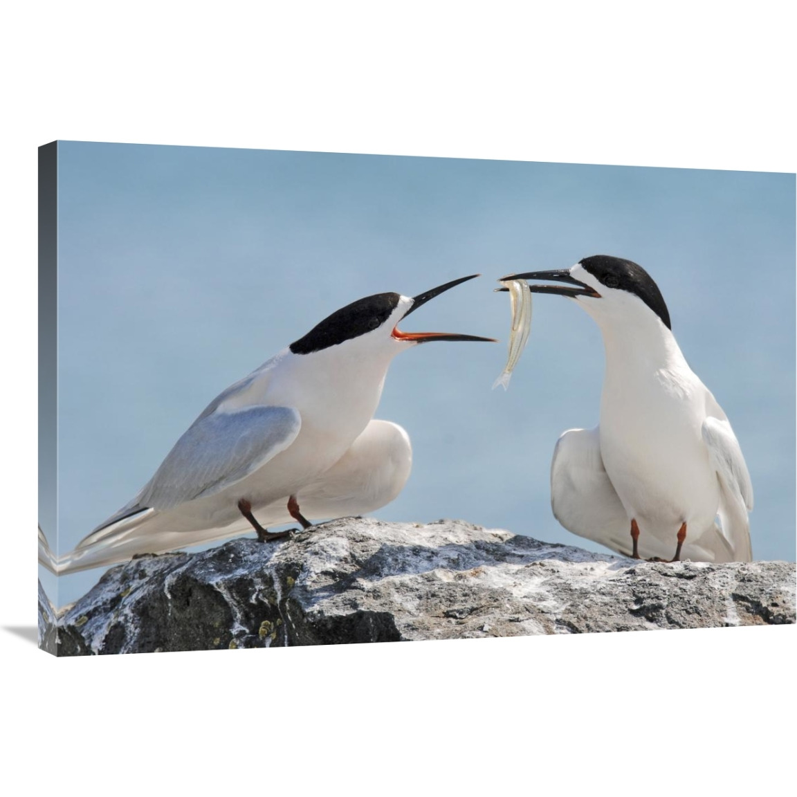 White-fronted Tern, Avon Heathcote Estuary, Christchurch, New Zealand-Canvas Art-36&quotx24"
