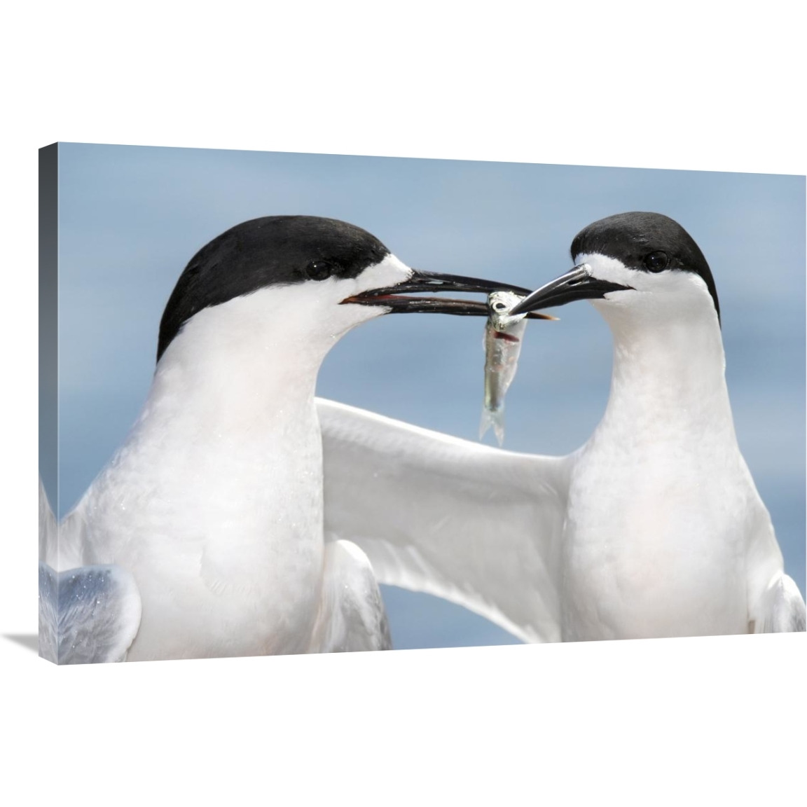 White-fronted Tern in courtship display, Avon Heathcote Estuary, Christchurch, New Zealand-Canvas Art-36&quotx24"