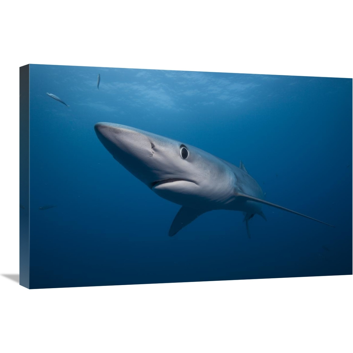 Blue Shark, San Diego, California-Canvas Art-30&quotx20"