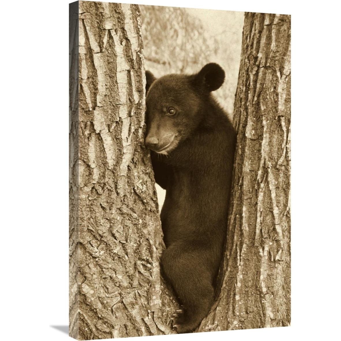 Asiatic Black Bear four month old cub, resting in tree, Sichuan, China-Canvas Art-20&quotx30"