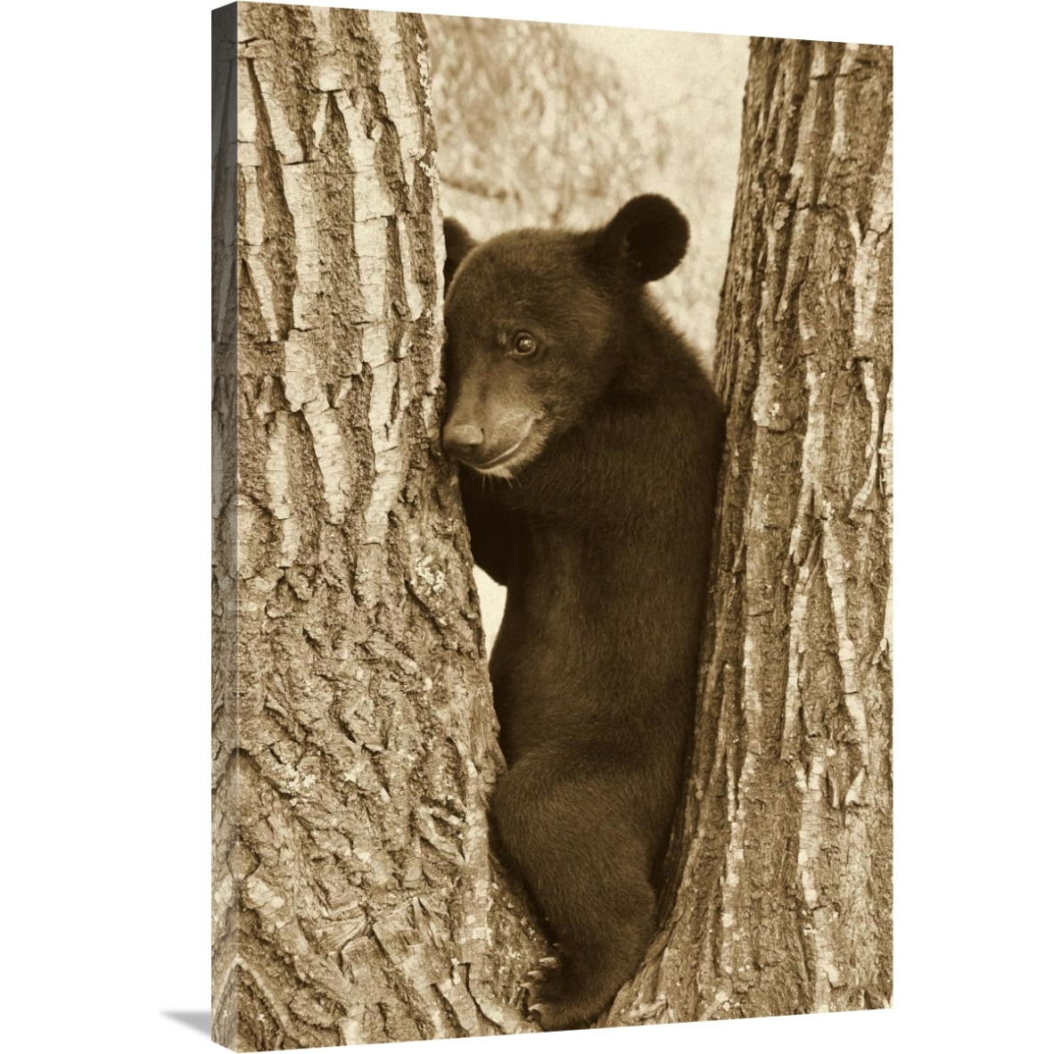 Asiatic Black Bear four month old cub, resting in tree, Sichuan, China-Canvas Art-24&quotx36"