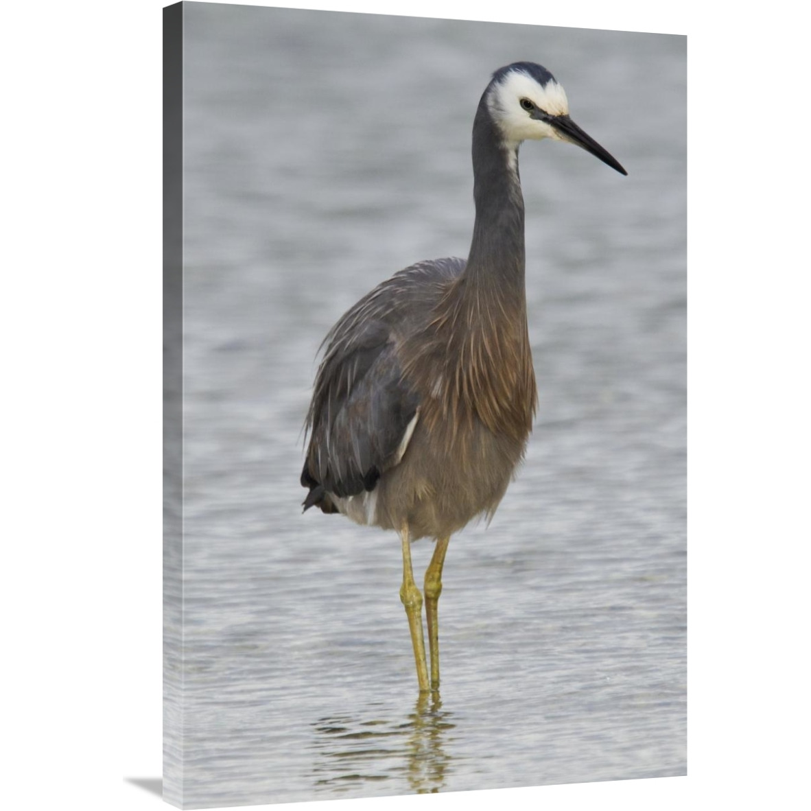 White-faced Heron wading, Porirua, New Zealand-Canvas Art-24&quotx36"