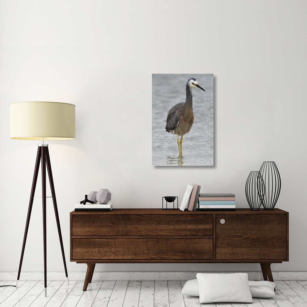 White-faced Heron wading, Porirua, New Zealand-Canvas Art-24&quotx36"