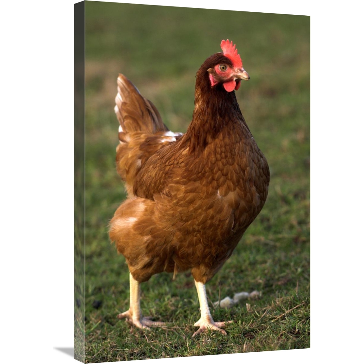 Domestic Chicken, close-up of free-range hen, England-Canvas Art-20&quotx30"