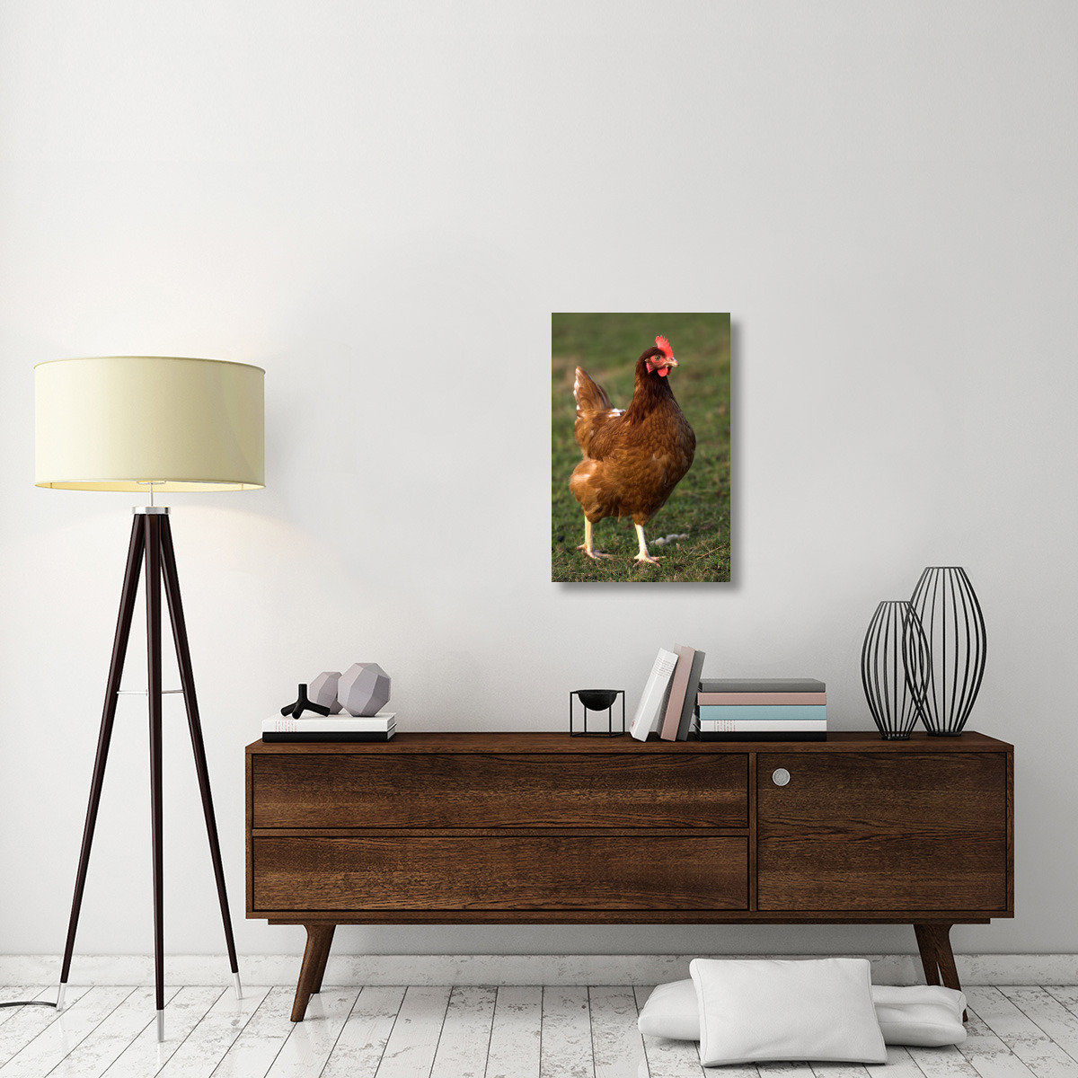 Domestic Chicken, close-up of free-range hen, England-Canvas Art-20&quotx30"