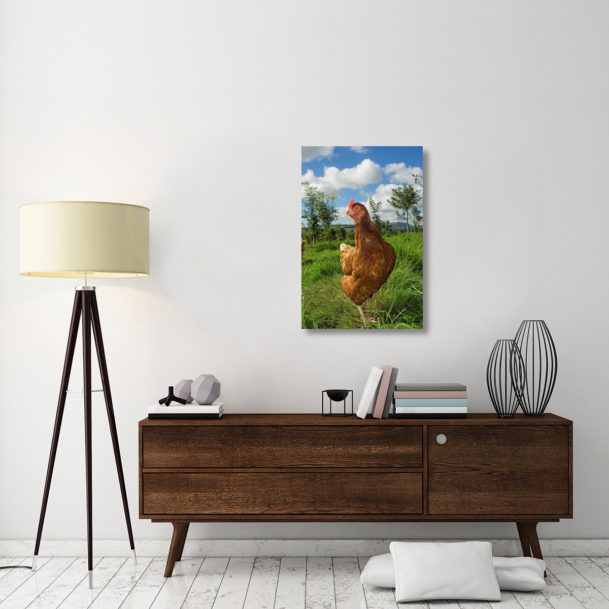 Domestic Chicken, free range hen, standing amongst young trees in planted woodland, England-Canvas Art-24&quotx36"