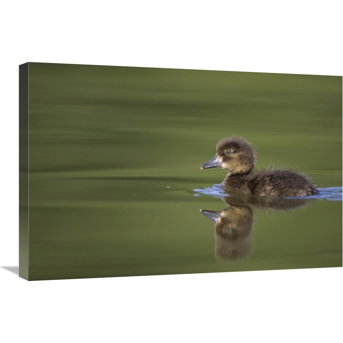 Tufted Duck young, swimming on lake, Bambois, Belgium-Canvas Art-30&quotx20"