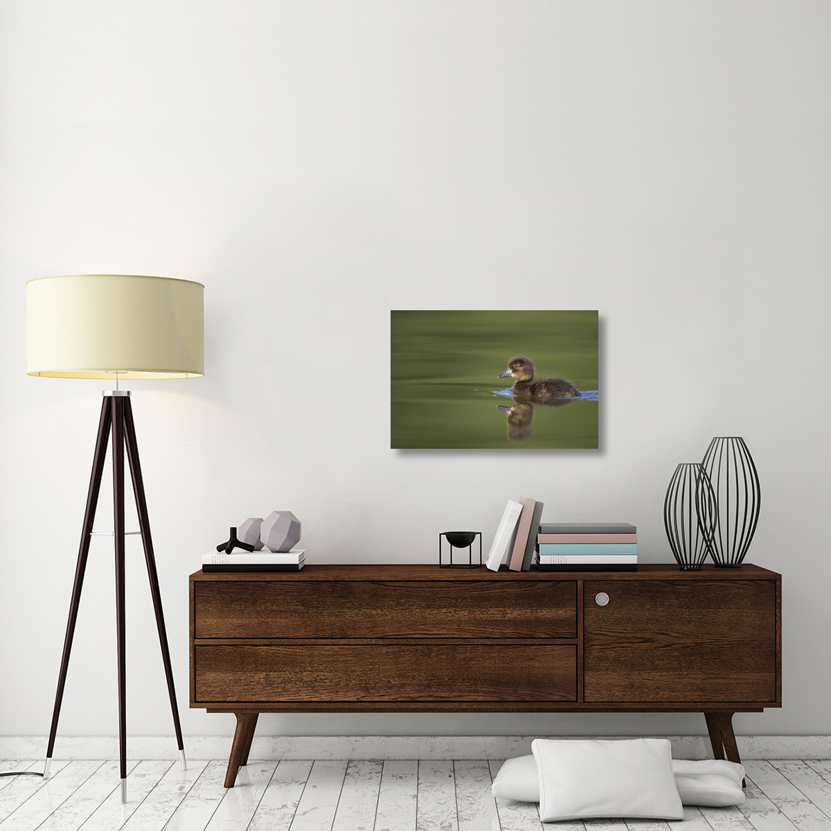 Tufted Duck young, swimming on lake, Bambois, Belgium-Canvas Art-30&quotx20"