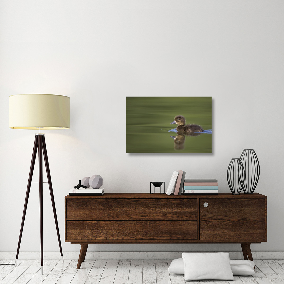 Tufted Duck young, swimming on lake, Bambois, Belgium-Canvas Art-36&quotx24"
