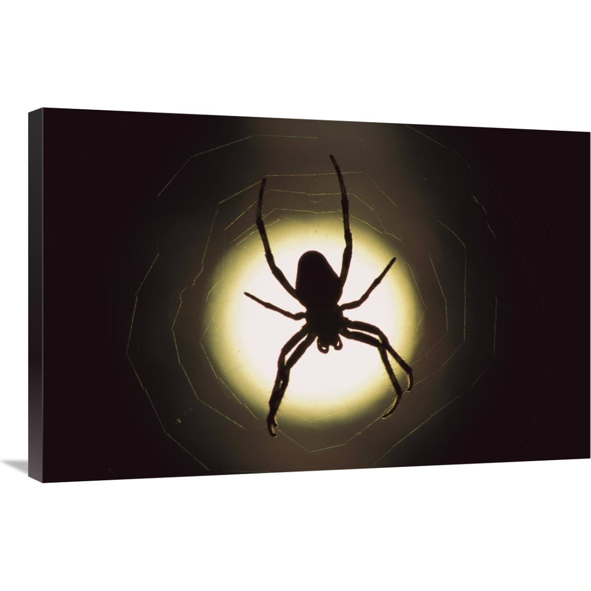 Spider silhouetted in its web, native to Europe-Canvas Art-36&quotx24"