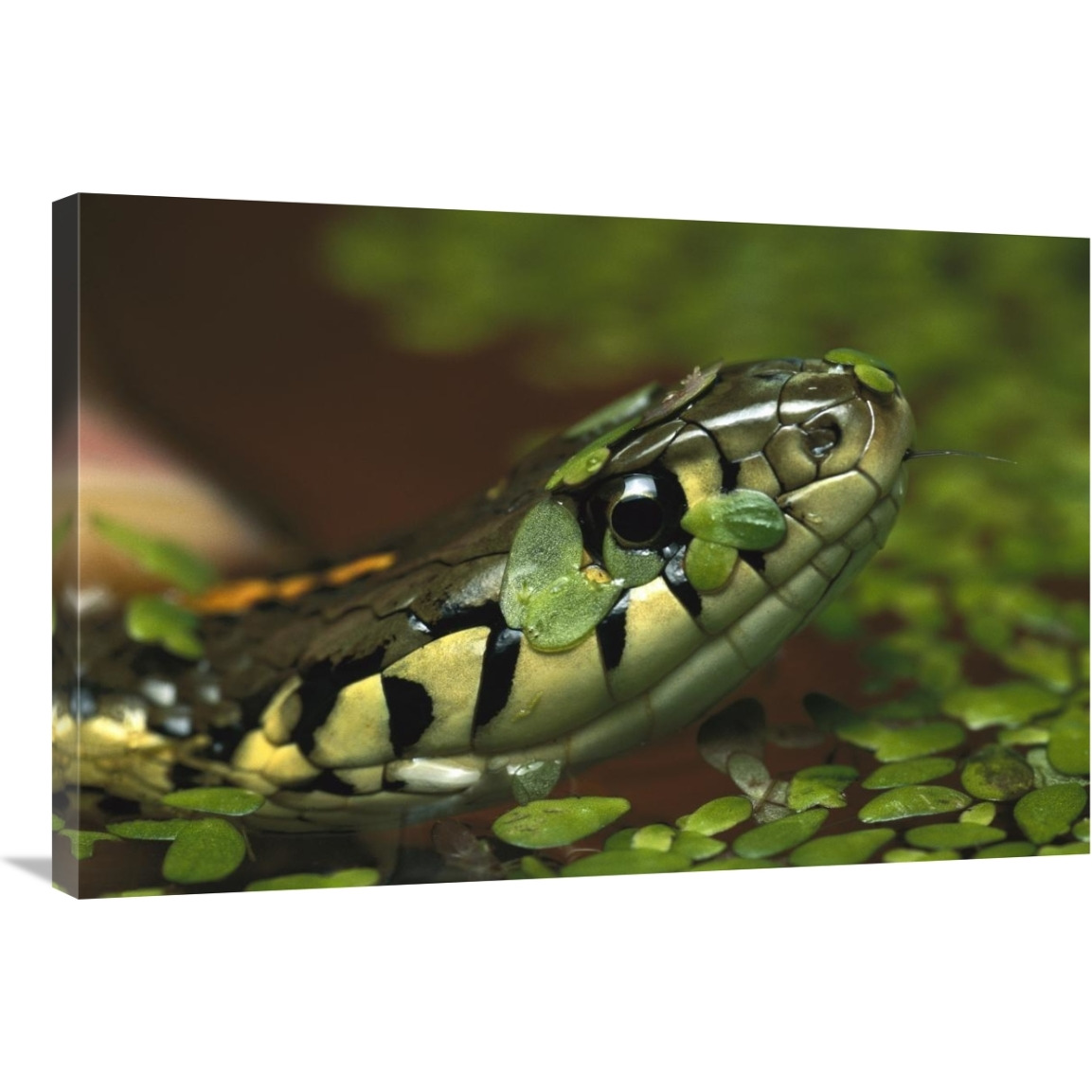 Common Garter Snake in water with duckweed, native to North America-Canvas Art-36&quotx24"