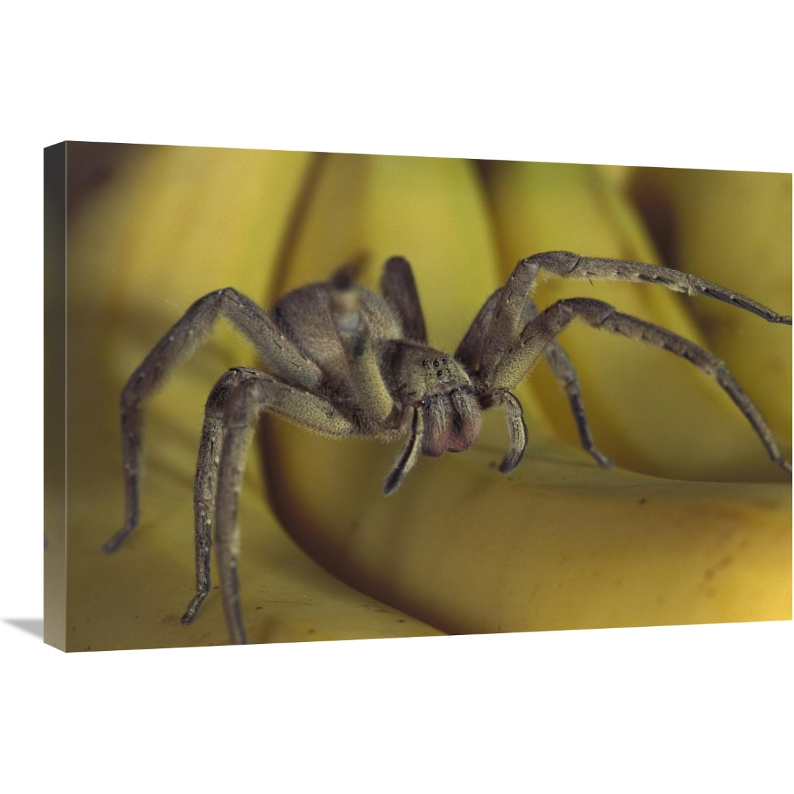Hunting Spider or Banana Spider walking on Bananas, native to Central America-Canvas Art-30&quotx20"