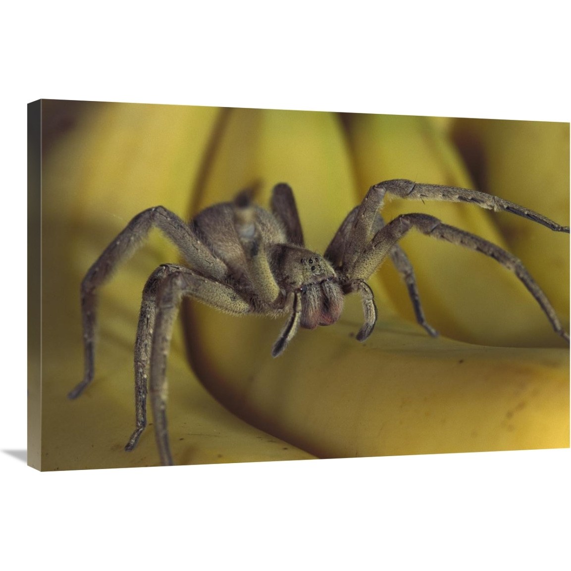 Hunting Spider or Banana Spider walking on Bananas, native to Central America-Canvas Art-36&quotx24"