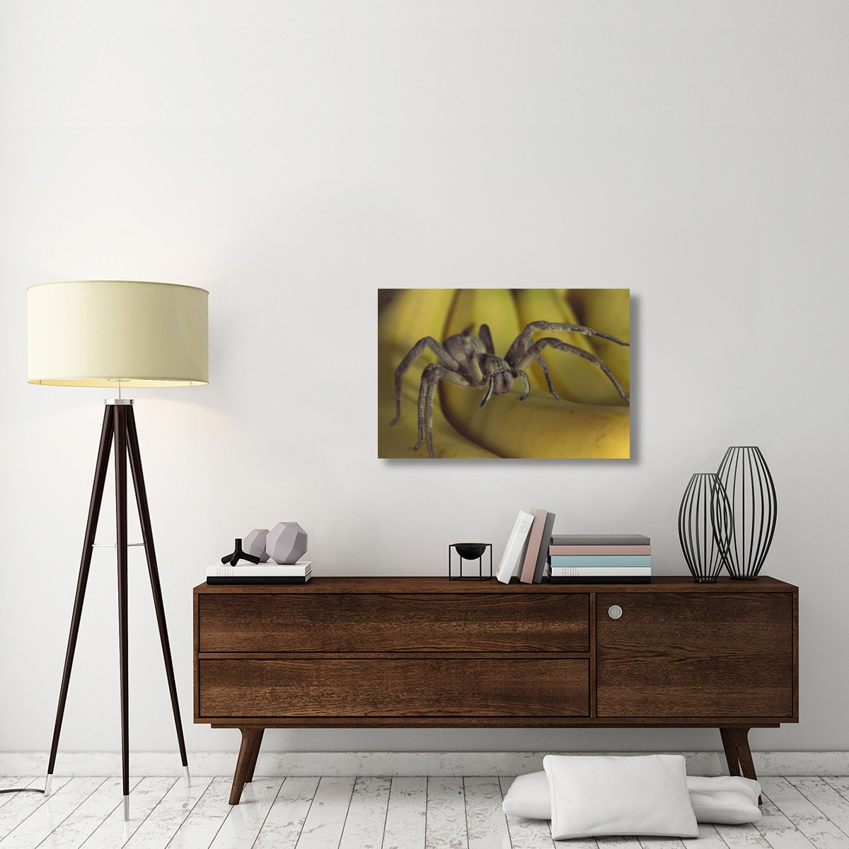 Hunting Spider or Banana Spider walking on Bananas, native to Central America-Canvas Art-36&quotx24"